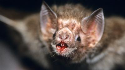 Un pipistrello