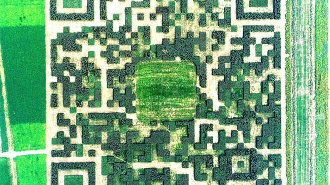 L'enorme QR code nel villaggio cinese che incrementa il turismo Il QR code creato con 130 mila ginepri