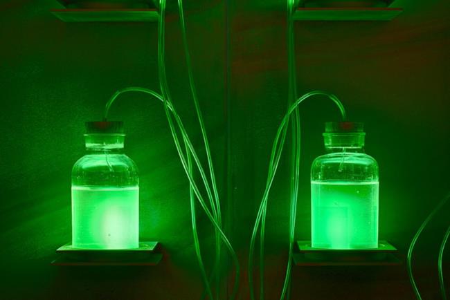 Al Museo della Merda sono in mostra i batteri bioluminescenti e molte altre fecalità