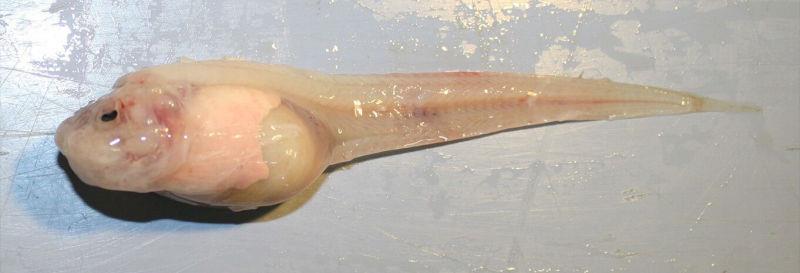 Il pesce è davvero.. brutto