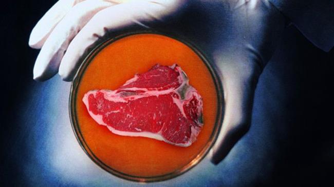 Arriva la carne sintetica di Google e Bill Gates Della carne in una piastra di Petri
