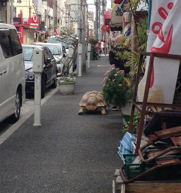La tartaruga gigante a passeggio per le strade di Tokyo