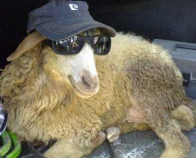 Un ovino col cappello e gli occhiali