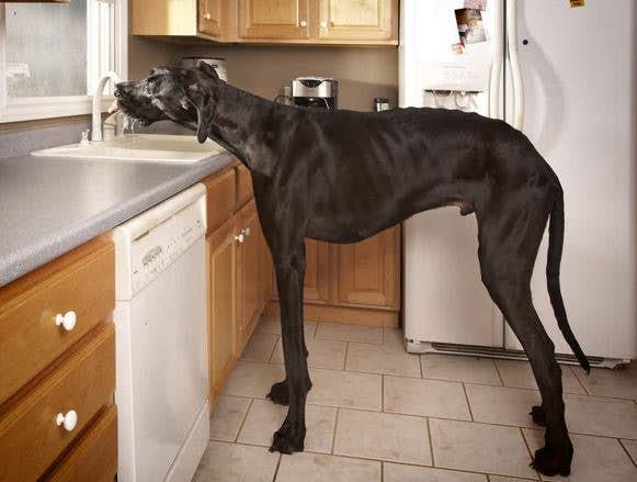 Il cane più alto del mondo