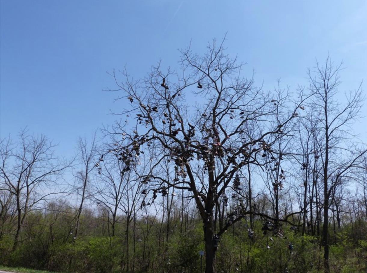 Le scarpe appese agli alberi