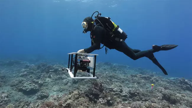 Come salvare la barriera corallina? Studiando le mappe 3d Una ricercatrice scatta foto sottacqua