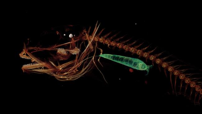 Il pesce degli abissi Il pesce che vive nelle profondità dagli abissi
