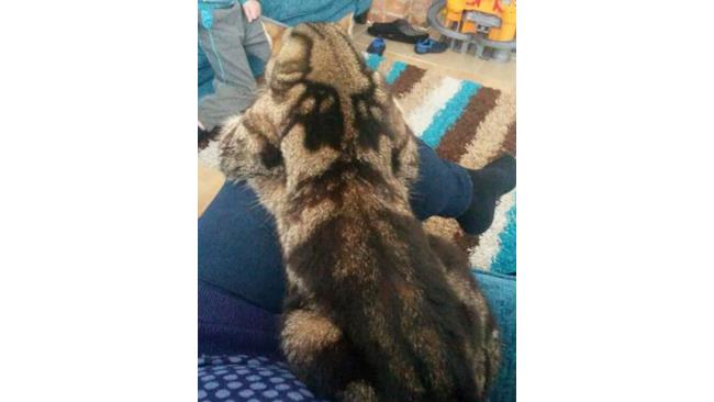Un gatto col test di Rorschach