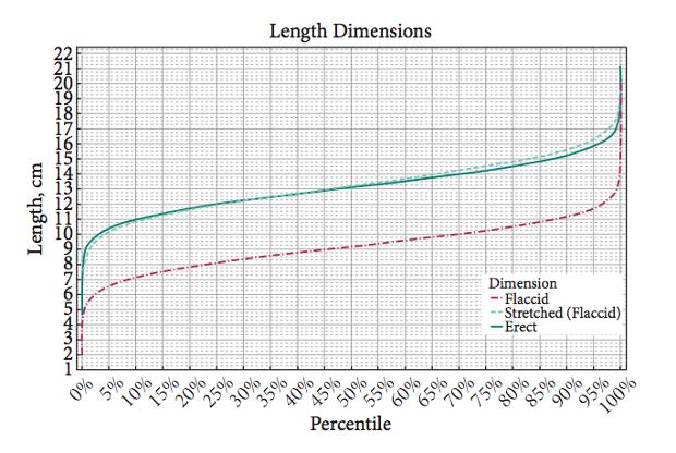 Grafico con le dimensioni medie di un pene umano