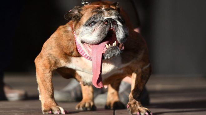 La foto del cane che ha vinto il premio