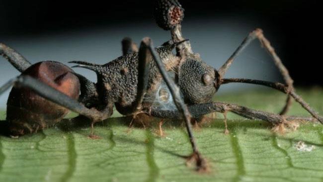 Il fungo parassita che tramuta in zombie le formiche Una formica zombie