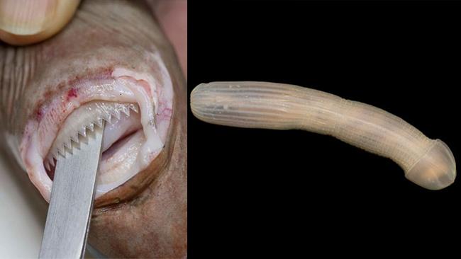 Le terrificanti creature che vivono nelle profondità del mare Due degli animali spaventosi che vivono le profondità marine