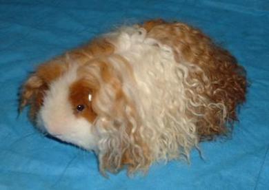La cavia simile a Sarah Jessica Parker