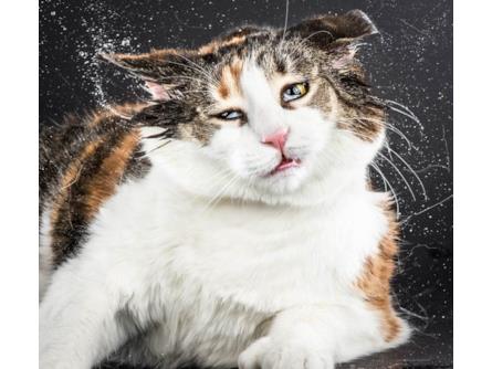 Momento Di Ubriachezza Felina