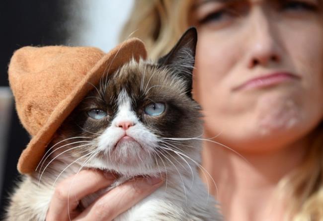 La star più brillante agli MTV Movie Awards? Grumpy Cat con cappello! Il famoso Grumpy Cat agli MTV Movie Awards