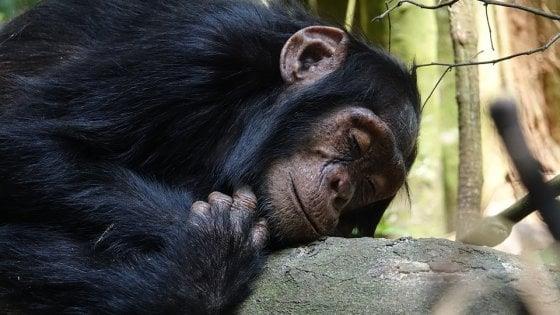 Uno scimpanzé che dorme Uno scimpanzé che dorme