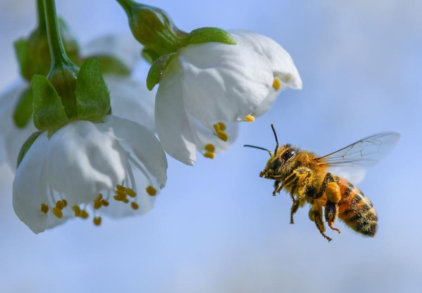 Un'ape e dei fiori Un'ape ronza vicino a dei fiori