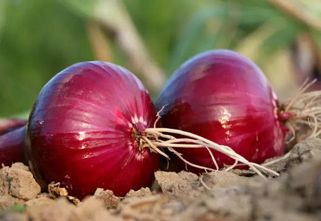 Cipolla rossa Due cipolle