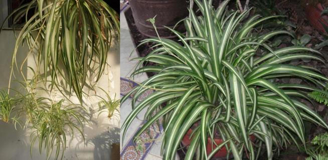 Falangio o Nastrino Chlorophytum elatum e comosum vittatum
