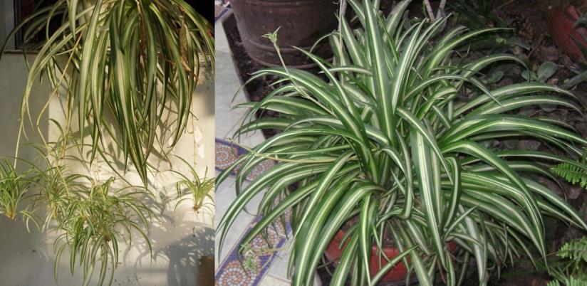 Falangio o Nastrino Chlorophytum elatum e comosum vittatum