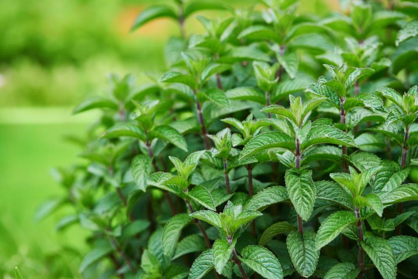 Le proprietà della menta Tutte le informazioni utili sulla menta