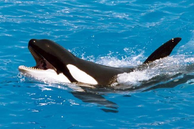 L'orca che ha imparato a replicare suoni umani. Wikie Wikie, l'orca che imita il linguaggio umano