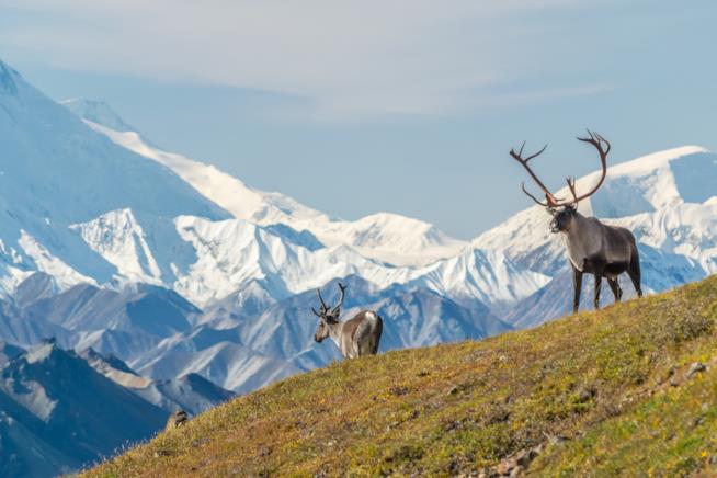 Caribou a spasso Caribou nel Denali National Park