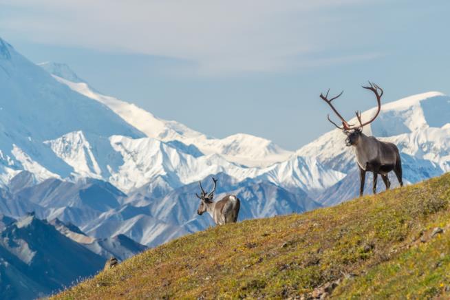 Caribou nel Denali National Park