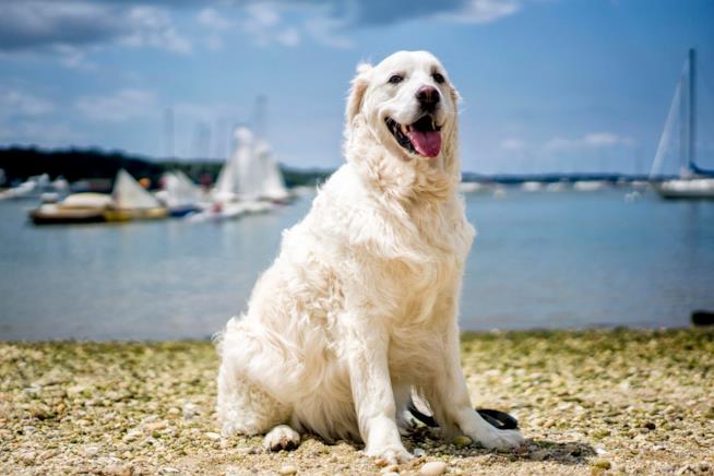 Storm, il cane che è diventato un eroe Il golden retriever Storm