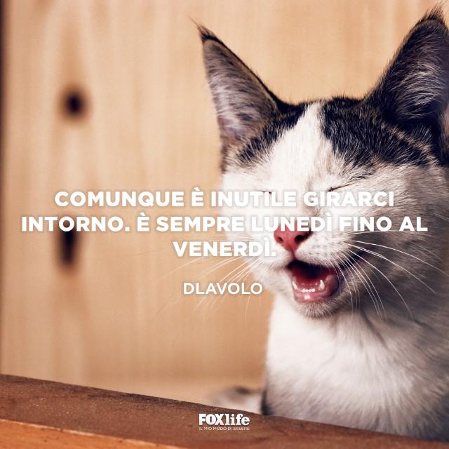 Citazione Dvlavolo Gatto con espressione buffa