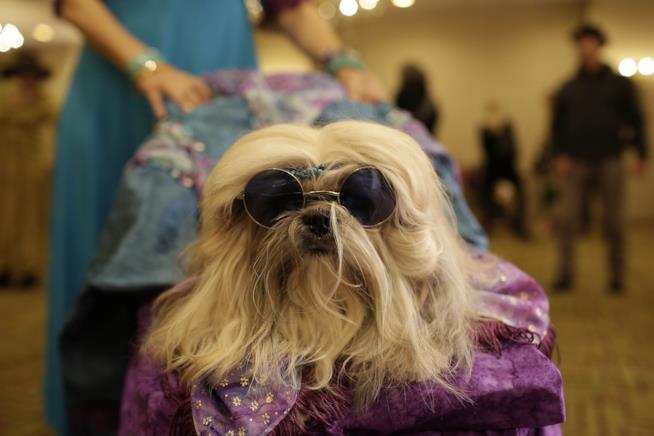 Il vademecum per andare in vacanza con il proprio animale domestico. Un cane con gli occhiali da sole