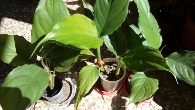 Aglaonema Modestum La pianta Aglaonema Modestum in vaso