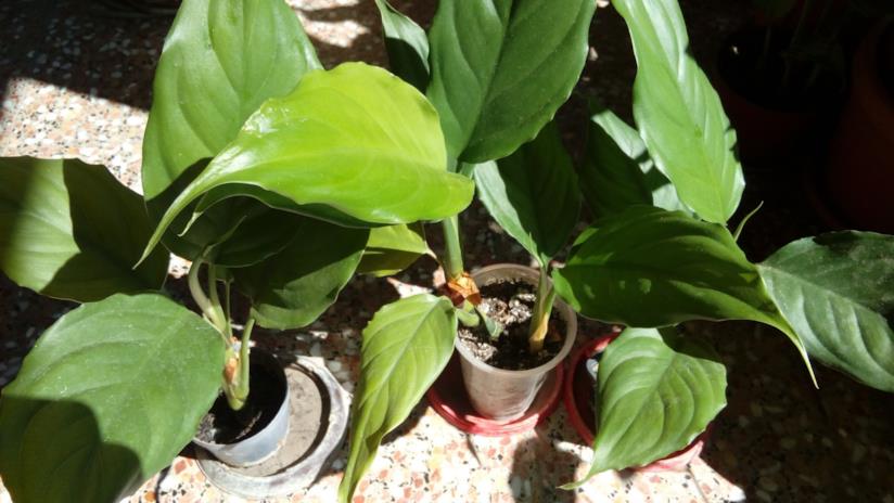 Aglaonema Modestum La pianta Aglaonema Modestum in vaso