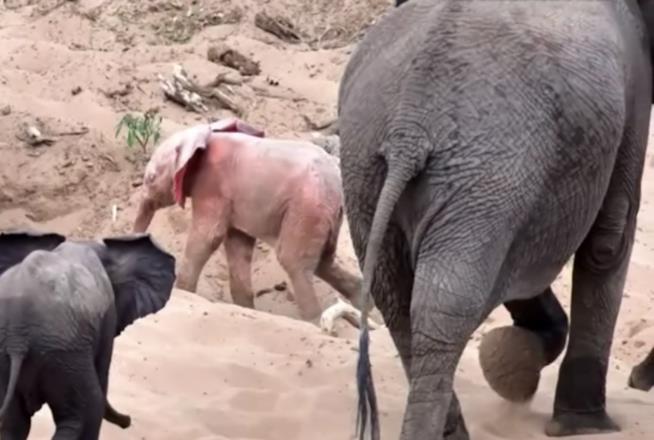 In Africa è stato visto un tenero e molto raro cucciolo di elefante albino o elefante bianco. Un fotogramma dell'elefante albino.