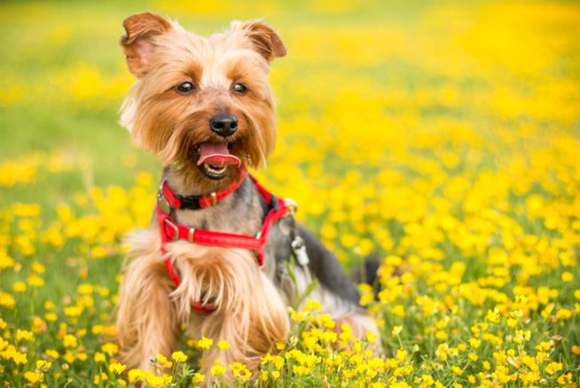 Le migliori pettorine per cani Pettorine per cani