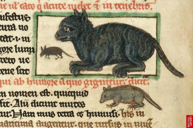 Un gatto caccia i topi nell'illustrazione di un manoscritto medievale Un'illustrazione di un gatto che caccia topi