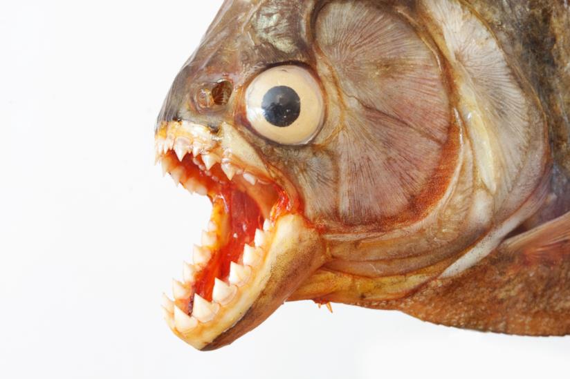 UN piranha primo piano di un piranha