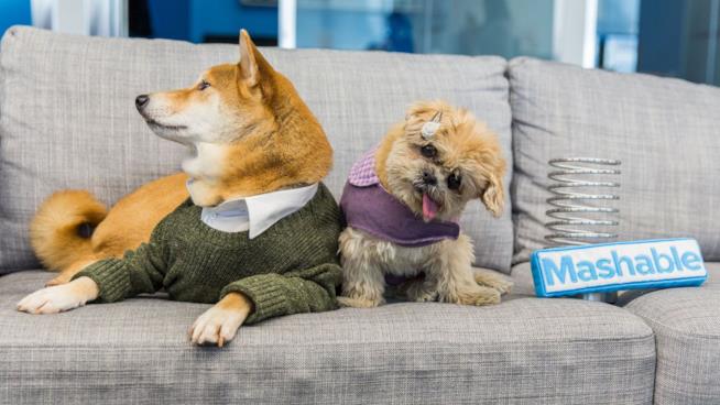 Marnie the dog e Menswear Dog premiati dal portale Mashable Marnie the dog con Menswear Dog