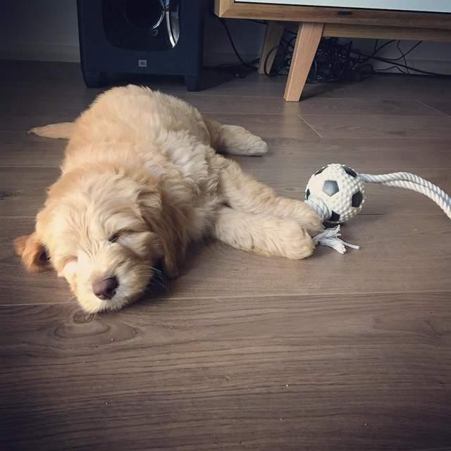 Un uomo presenta il suo nuovo cucciolo come Simba nel Re Leone Ecco Charlie, il nuovo Re della Savana