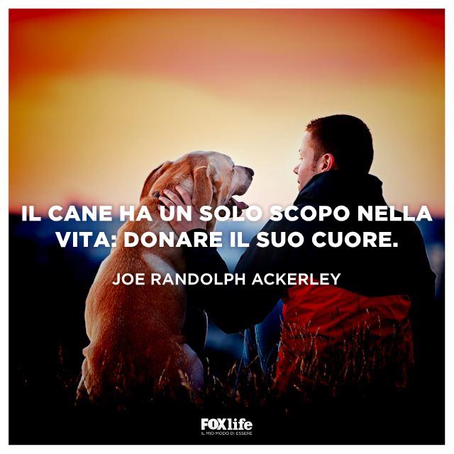 Frase Joe Un cane è seduto accanto a un ragazzo