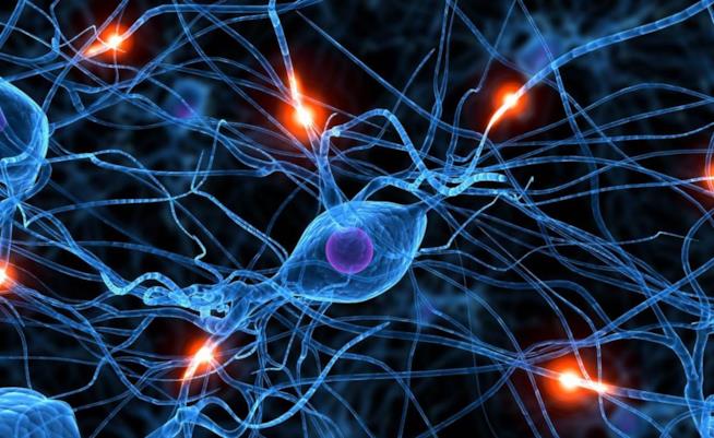 Attività neuronale Gli impulsi elettrici nel nostro cervello