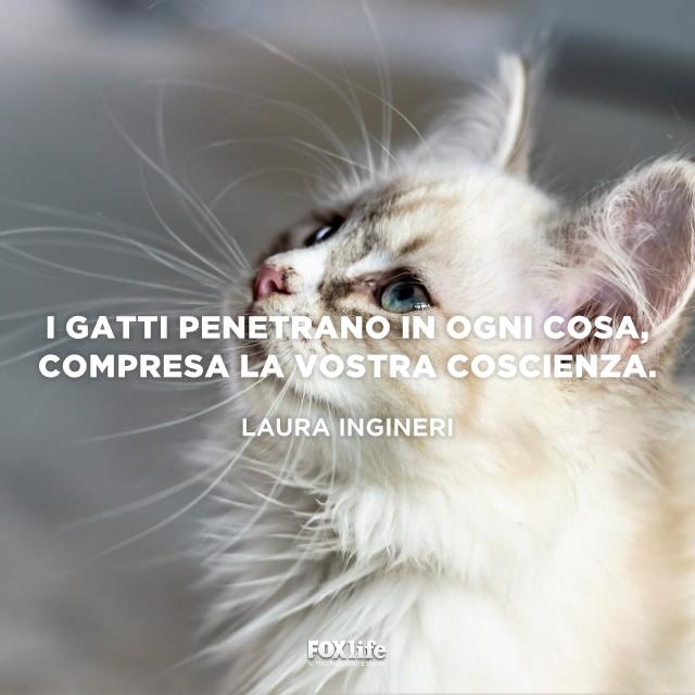Frase Ingineri Gatto guarda in alto