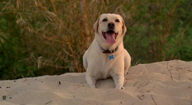 Il cane Vincent in Lost Il labrador Vincent in una scena di Lost