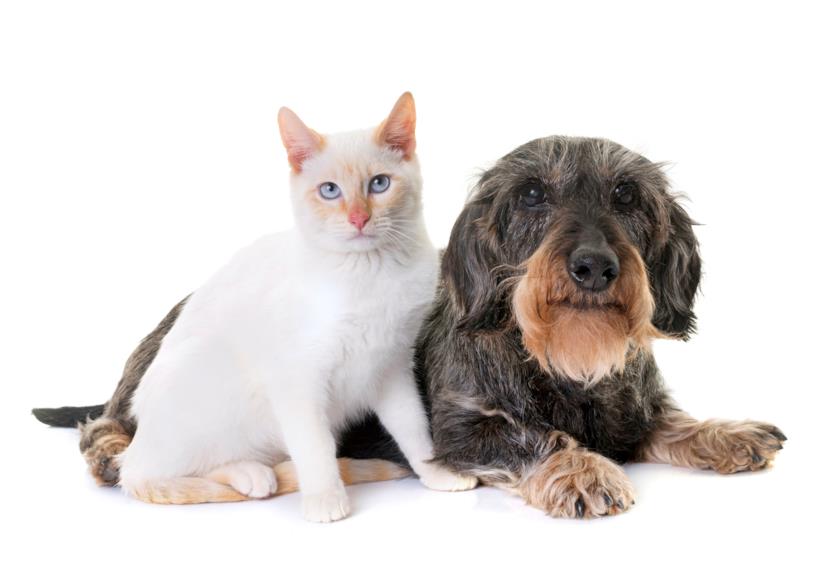 Un cane vecchio con un gatto Un gatto e un cane vecchio