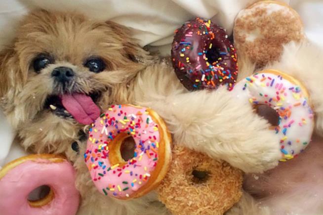 Uno degli scatti più famosi della cagnolina Marnie Un primo piano di Marnie in mezzo alle ciambelle