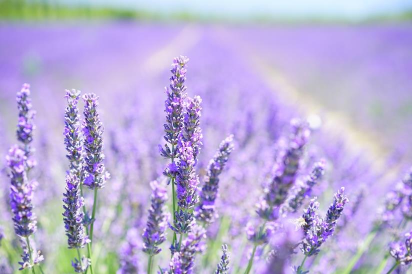 Produmo caratteristico e proprietà della lavanda Lavanda