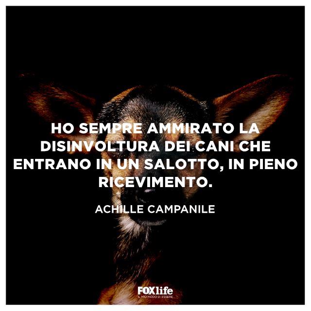 Frase Campanile Primo piano di un cane con espressione buffa