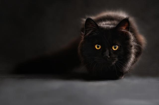 Gatto nero Gatto a pelo lungo nero