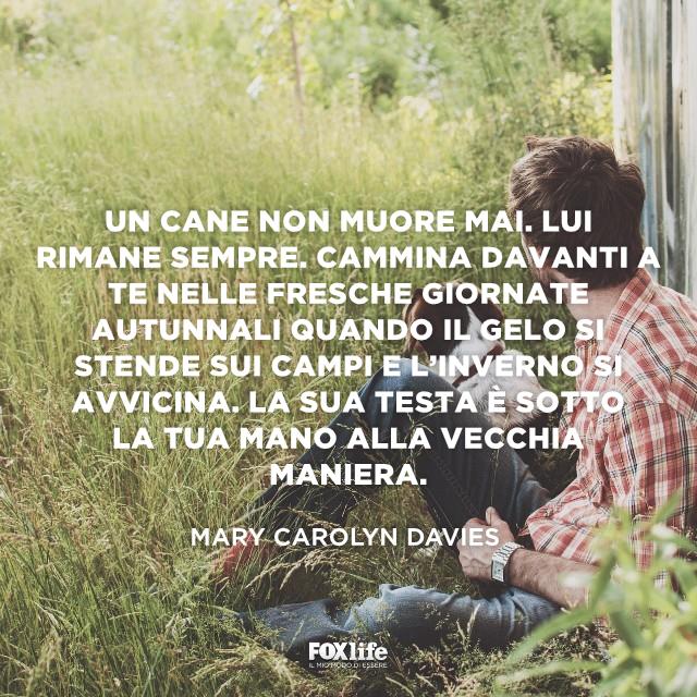 Frase Davies Ragazzo seduto sul prato con il cane