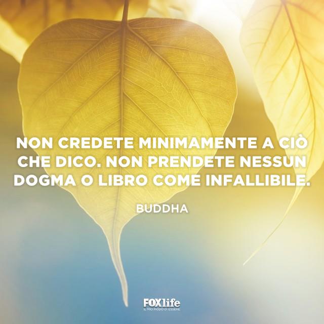 Nessun dogma è infallibile Foglie illuminate dal sole
